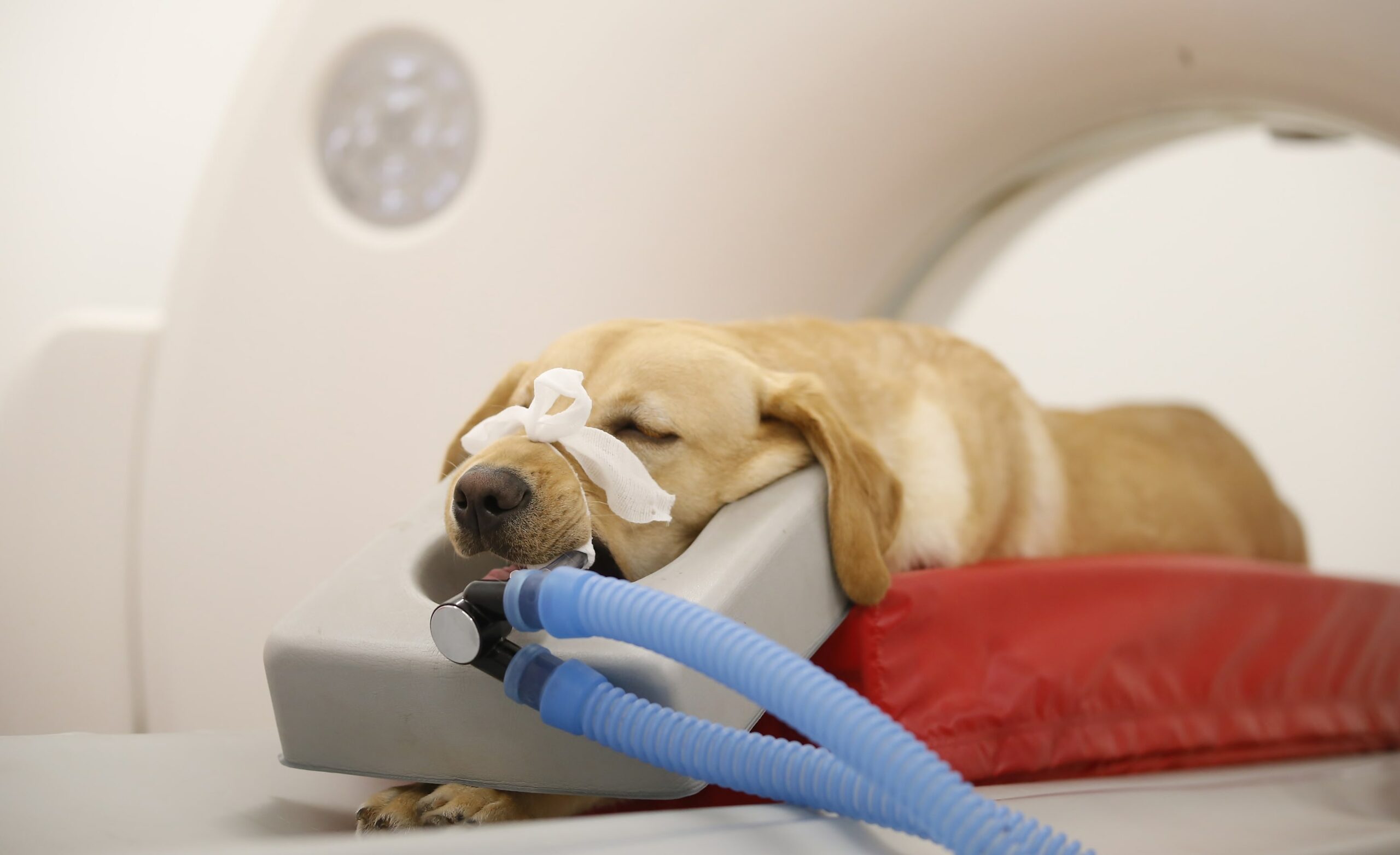 Computertomographie - Tiergesundheitszentrum Isernhagen